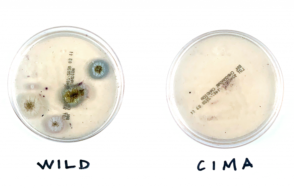 WILD and CIMA plates side-by-side